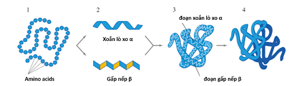 Protein là hợp chất hữu cơ lớn được tạo thành từ các chuỗi axit amin 
